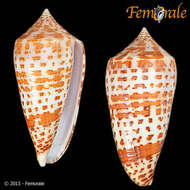 Image of Conus lynceus G. B. Sowerby II 1858