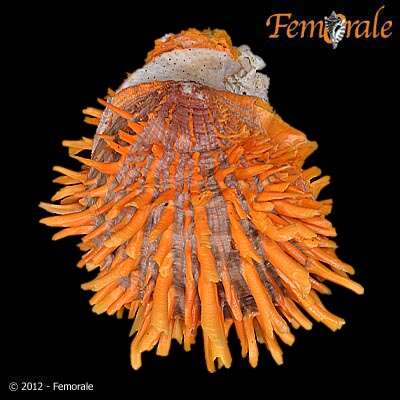 Image of Spondylus zonalis Lamarck 1819