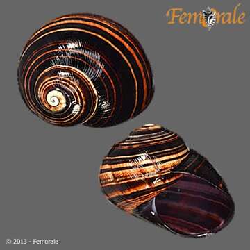 Image of Painted snail