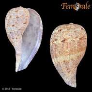 Image of fig shells