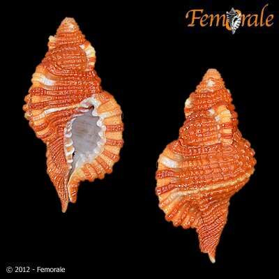 Image of triton shells