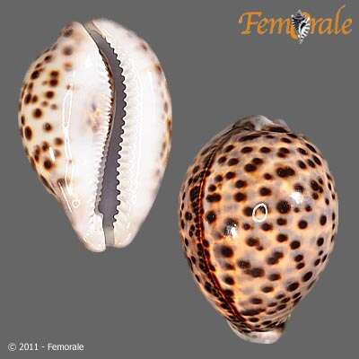 Image of cowrie