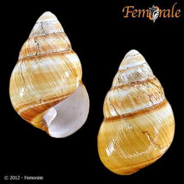 Imagem de <i>Achatinella bellula</i>