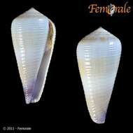 Image of cone snails