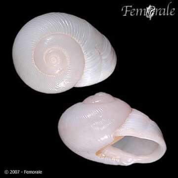 Image of land snail