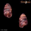 Image of Toothless Chrysalis-snail