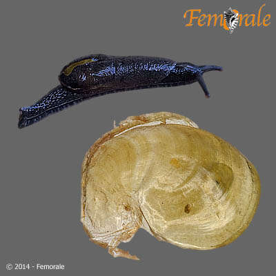 Imagem de Ariophantidae