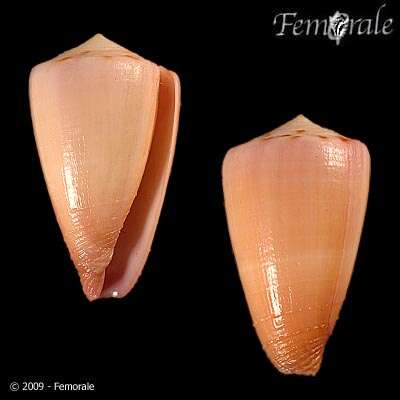 Image of cone snails