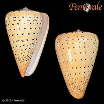 Image of cone snails