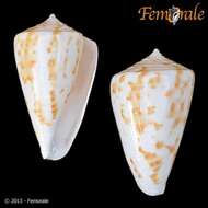 Conus angasi Tryon 1884的圖片