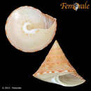 Image of Calliostoma aurora Dall 1888