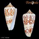 Image of Conus ammiralis temnes (Iredale 1930)