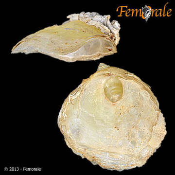 Image of Anomioidea Rafinesque 1815