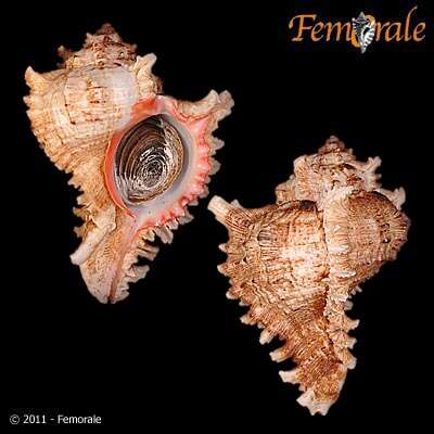 Image of Chicoreus Montfort 1810