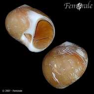 Image of moon snails