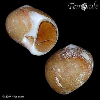 Image of moon snails