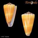 صورة Conus planorbis Born 1778