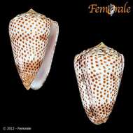 Image of cone snails