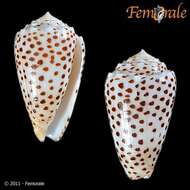 Image of cone snails