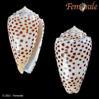 Image of cone snails