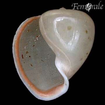 Image of bladder snails