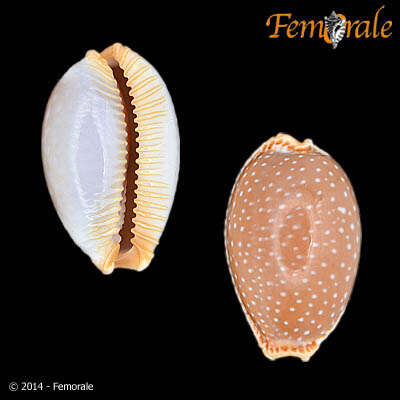 Image of half-extending cowry