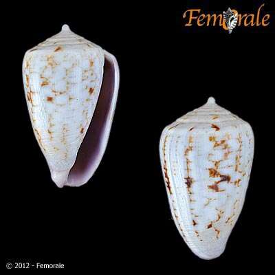 Image of cone snails