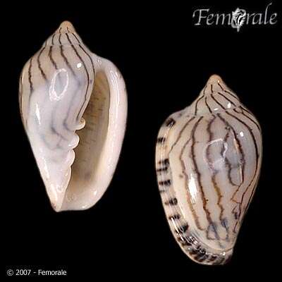 Image of Marginella Lamarck 1799