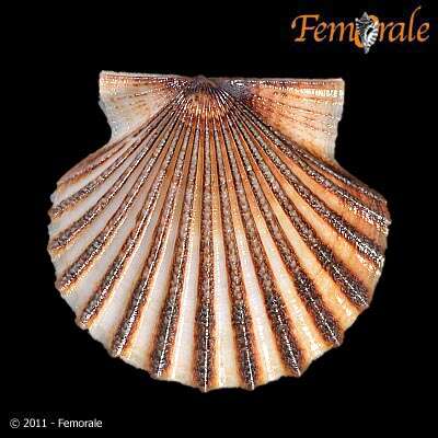 صورة Leptopecten Verrill 1897