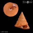 صورة Calliostoma fernandezi Princz 1978