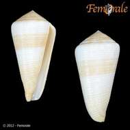 Image of cone snails