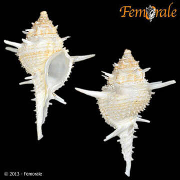 Image of Turbinellidae Swainson 1835