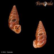 Image of Fauxulidae