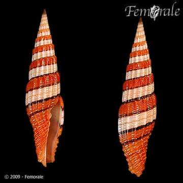 Image of Turbinelloidea Rafinesque 1815