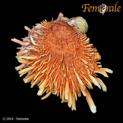 Spondylus Linnaeus 1758 resmi