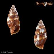 Слика од Turbinelloidea Rafinesque 1815