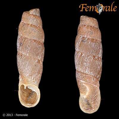 Image of Cylindronenia Ehrmann 1949