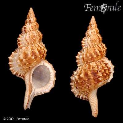 Image of triton shells