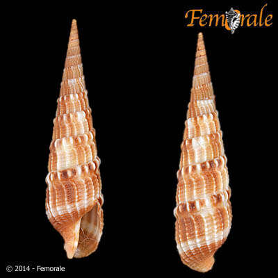 Image of <i>Terebra specillata</i>