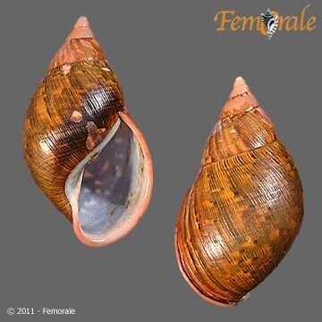 Image of Orthalicidae