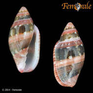 Image of Marginella Lamarck 1799