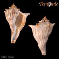 Image of Channeled whelk