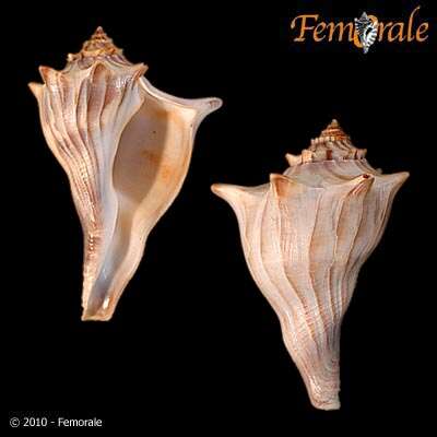 Image of Channeled whelk