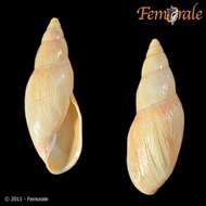 Image of Flax snail