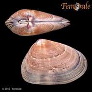 Image of Donacidae J. Fleming 1828