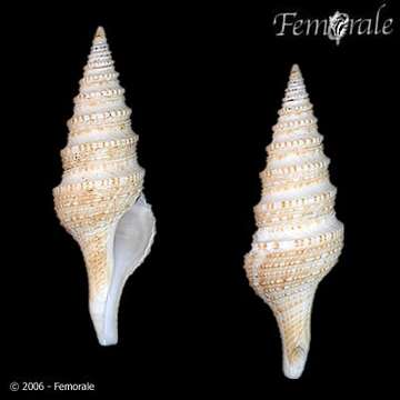 Image of Turridae H. Adams & A. Adams 1853