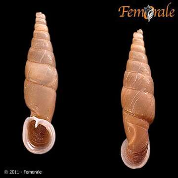 Image of <i>Tropidauchenia fischeri</i> Nordsieck 2002