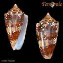 صورة Conus pseudocedonulli Blainville 1818