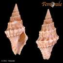 Clavatula mystica (Reeve 1843)的圖片