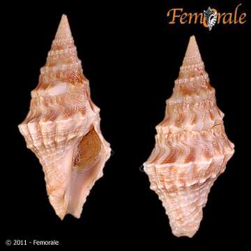 Clavatulidae Gray 1853的圖片